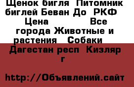 Щенок бигля. Питомник биглей Беван-До (РКФ) › Цена ­ 20 000 - Все города Животные и растения » Собаки   . Дагестан респ.,Кизляр г.